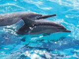  oahu dolphin watching cruise